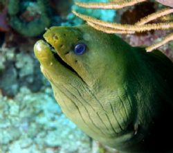 Green Moray, watching the divers, 18-55mm, Canon Rebel XT... by John Campbell 